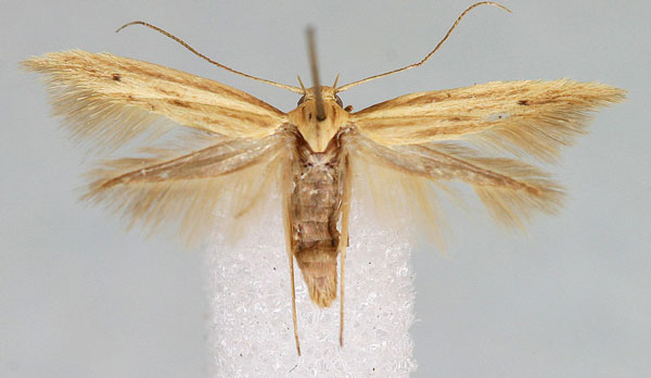 /filer/webapps/moths/media/images/C/curvipilella_Scythris_A_Agassiz.jpg