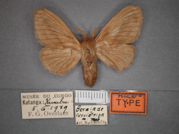 /filer/webapps/moths/media/images/C/curvistriga_Beralada_AT_RMCA_01.jpg