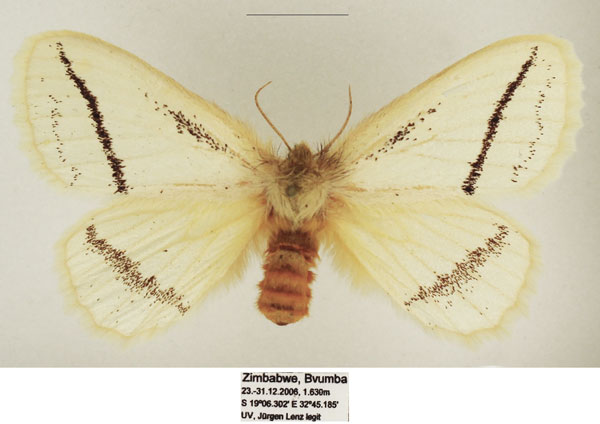 /filer/webapps/moths/media/images/C/curvistriga_Phiala_AF_TMSA_01.jpg