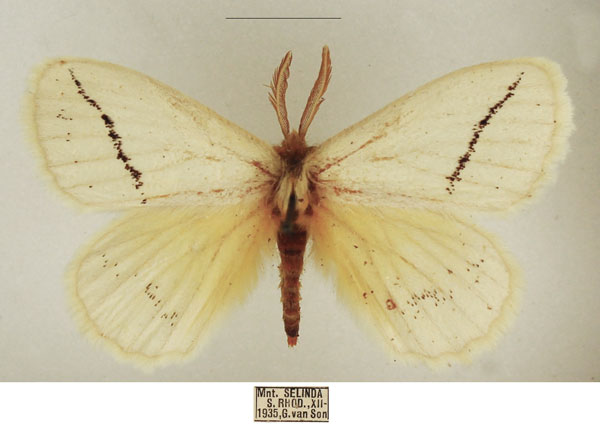 /filer/webapps/moths/media/images/C/curvistriga_Phiala_AM_TMSA_01.jpg