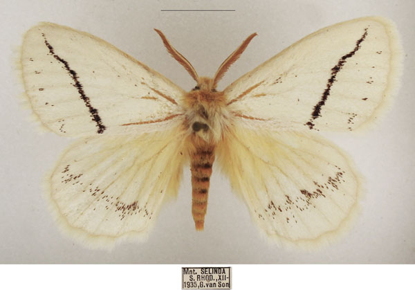 /filer/webapps/moths/media/images/C/curvistriga_Phiala_AM_TMSA_02.jpg
