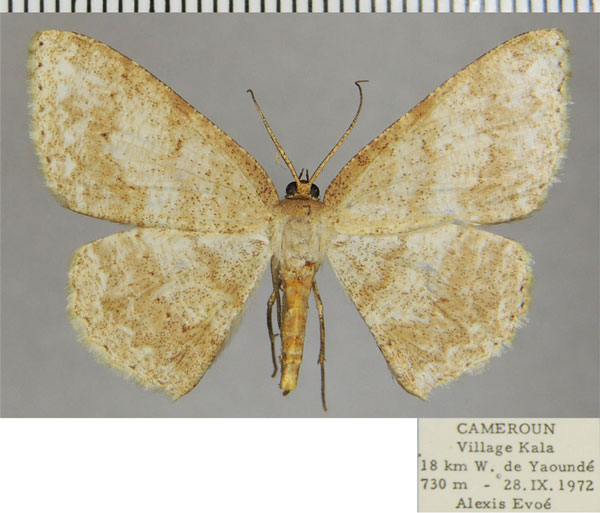 /filer/webapps/moths/media/images/C/curvivena_Idiotephra_AF_ZSM.jpg