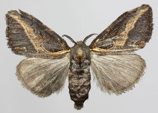 /filer/webapps/moths/media/images/C/curvivirgata_Laelia_AF_Yakovlev.jpg