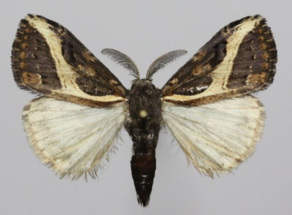 /filer/webapps/moths/media/images/C/curvivirgata_Laelia_AM_Golovizin.jpg