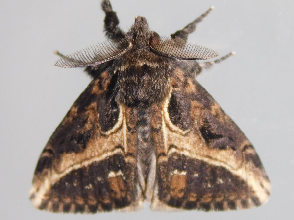 /filer/webapps/moths/media/images/C/curvivirgata_Laelia_AM_Grobler.jpg