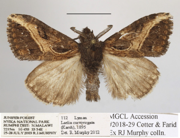 /filer/webapps/moths/media/images/C/curvivirgata_Laelia_AM_MGCLa_01.jpg