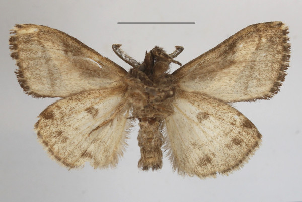 /filer/webapps/moths/media/images/C/curvivirgata_Laelia_AM_MGCLb_01.jpg