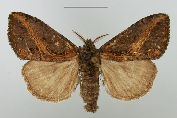 /filer/webapps/moths/media/images/C/curvivirgata_Laelia_AM_TMSA.jpg