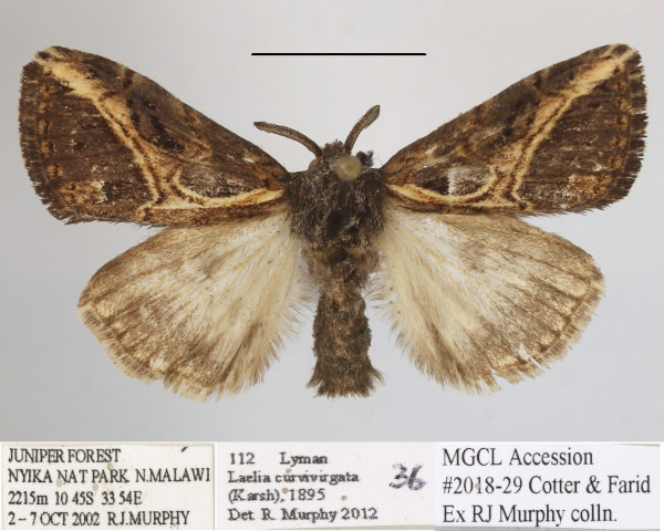 /filer/webapps/moths/media/images/C/curvivirgata_Laelia_A_MGCLa_02.jpg
