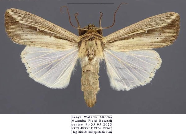 /filer/webapps/moths/media/images/C/curvula_Leucania_AF_Stadie_01.jpg