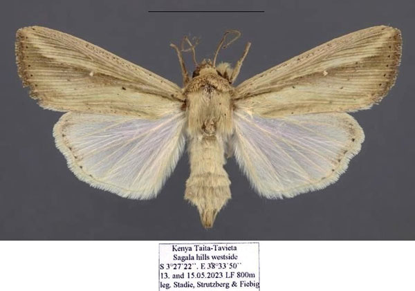 /filer/webapps/moths/media/images/C/curvula_Leucania_AF_Stadie_02.jpg