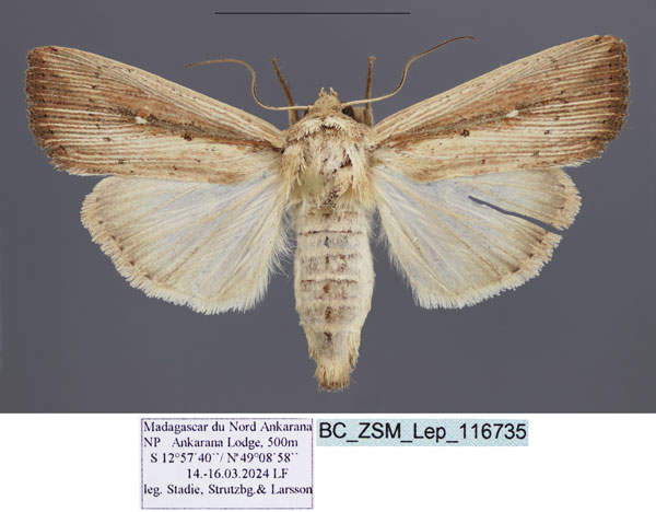 /filer/webapps/moths/media/images/C/curvula_Leucania_AF_ZSM.jpg