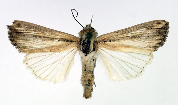 /filer/webapps/moths/media/images/C/curvula_Leucania_AM_Aulombard.jpg