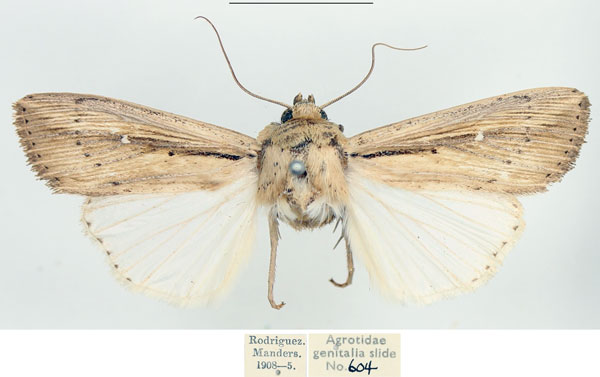 /filer/webapps/moths/media/images/C/curvula_Leucania_AM_BMNH.jpg