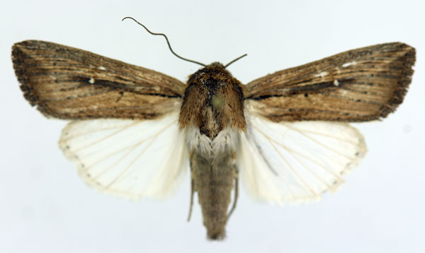 /filer/webapps/moths/media/images/C/curvula_Leucania_AM_ISEA_01.jpg