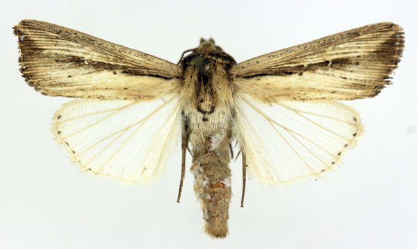 /filer/webapps/moths/media/images/C/curvula_Leucania_AM_ISEA_03.jpg