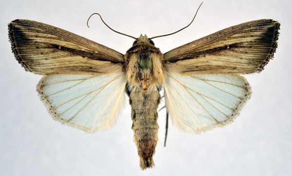 /filer/webapps/moths/media/images/C/curvula_Leucania_AM_NHMO.jpg