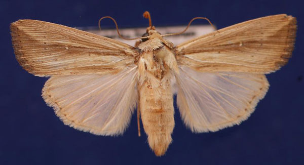 /filer/webapps/moths/media/images/C/curvula_Leucania_AM_Schellhorn_02.jpg