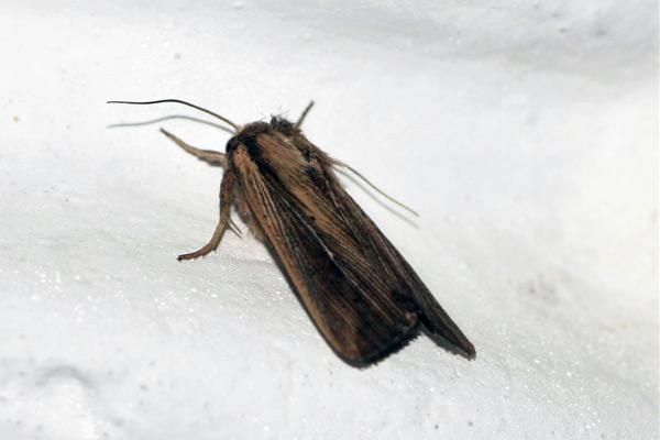 /filer/webapps/moths/media/images/C/curvula_Leucania_A_Jorpeland_01.jpg