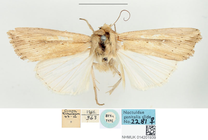/filer/webapps/moths/media/images/C/curvula_Leucania_STF_BMNH.jpg