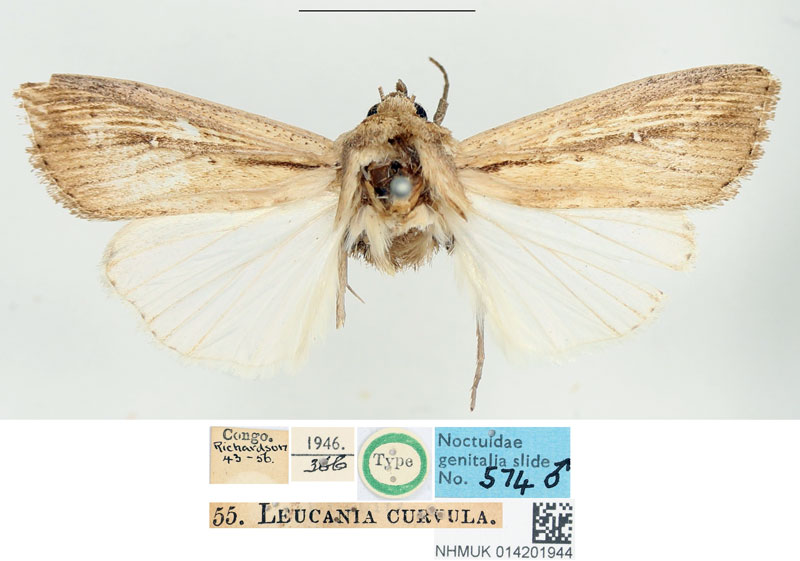 /filer/webapps/moths/media/images/C/curvula_Leucania_STM_BMNH.jpg
