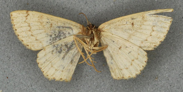 /filer/webapps/moths/media/images/C/cuspidata_Acidalia_PLT_BMNHb.jpg