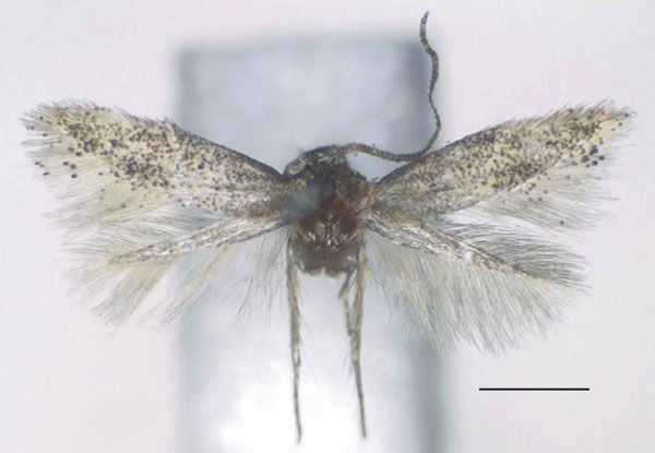 /filer/webapps/moths/media/images/C/cuspidis_Urodeta_PTM_RMCA.jpg