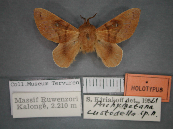 /filer/webapps/moths/media/images/C/custodella_Pachymetana_HT_RMCA_01.jpg