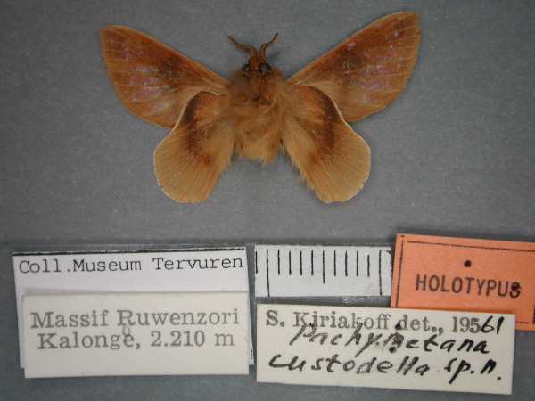 /filer/webapps/moths/media/images/C/custodella_Pachymetana_HT_RMCA_02.jpg