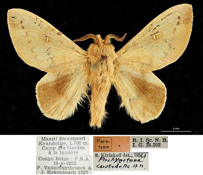 /filer/webapps/moths/media/images/C/custodella_Pachymetana_PTM_RBINSa.jpg