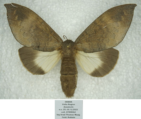 /filer/webapps/moths/media/images/C/custodita_Pachymetana_AF_Stroehle.jpg