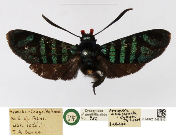 /filer/webapps/moths/media/images/C/cyanea_Arniocera_PTM_NHMUK.jpg
