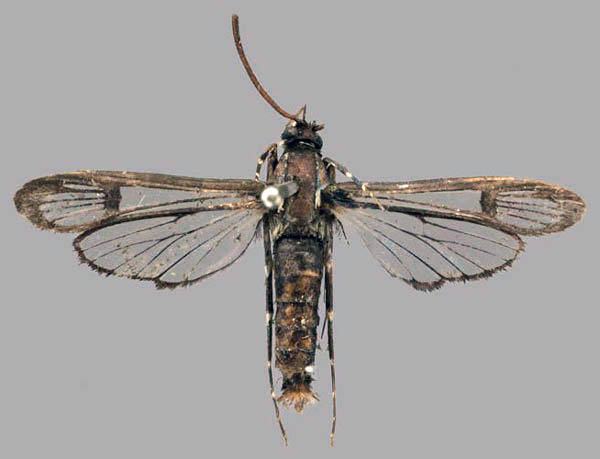 /filer/webapps/moths/media/images/C/cyanescens_Ichneumenoptera_PT_OUMNH_01.jpg