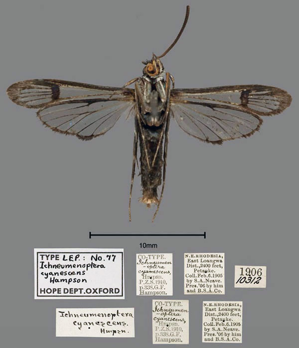 /filer/webapps/moths/media/images/C/cyanescens_Ichneumenoptera_PT_OUMNH_02.jpg