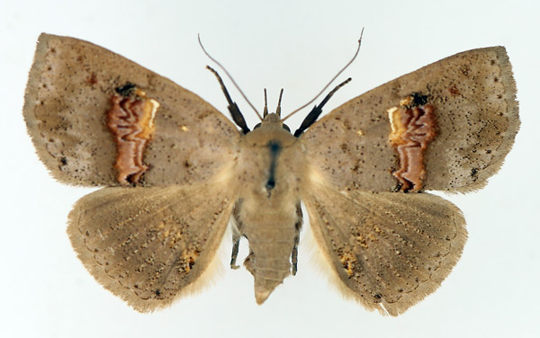 /filer/webapps/moths/media/images/C/cyanescens_Saroba_AF_TMSA_01.jpg