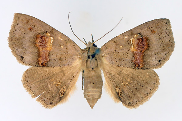 /filer/webapps/moths/media/images/C/cyanescens_Saroba_AF_TMSA_02.jpg