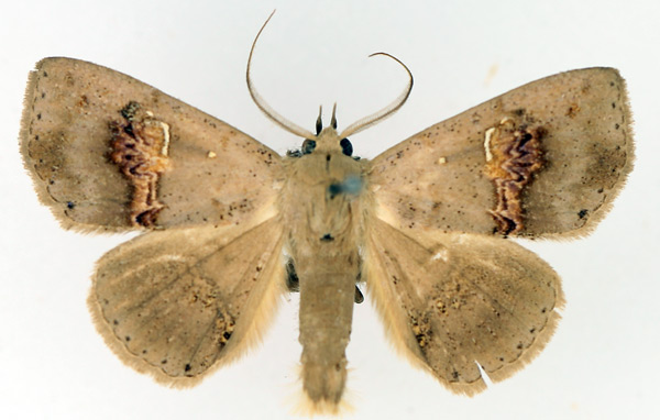/filer/webapps/moths/media/images/C/cyanescens_Saroba_AM_TMSA_01.jpg