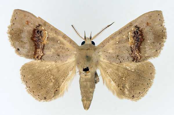 /filer/webapps/moths/media/images/C/cyanescens_Saroba_AM_TMSA_02.jpg