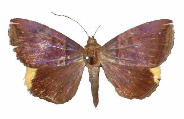 /filer/webapps/moths/media/images/C/cyanobathra_Achaea_A_Behounek.jpg