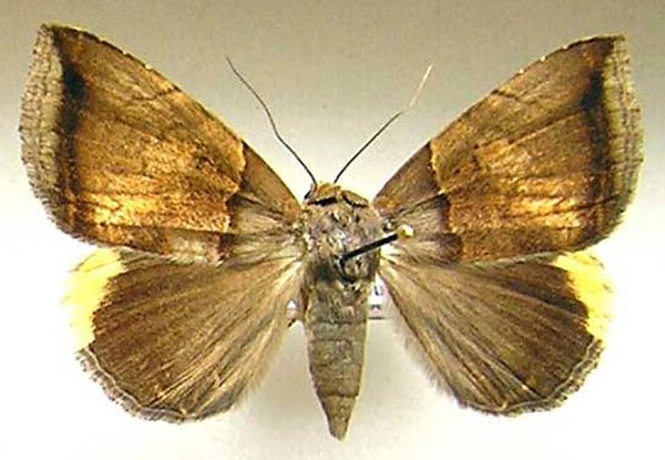 /filer/webapps/moths/media/images/C/cyanobathra_Achaea_A_Collet.jpg