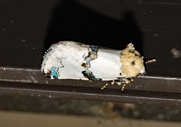 /filer/webapps/moths/media/images/C/cyanofascia_Euterpiodes_A_Roland_01.jpg