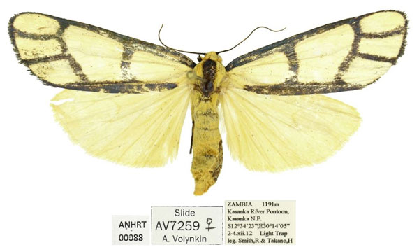 /filer/webapps/moths/media/images/C/cyanogramma_Anaphosia_AF_ANHRT.jpg