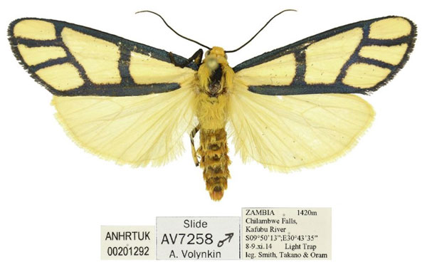 /filer/webapps/moths/media/images/C/cyanogramma_Anaphosia_AM_ANHRT.jpg