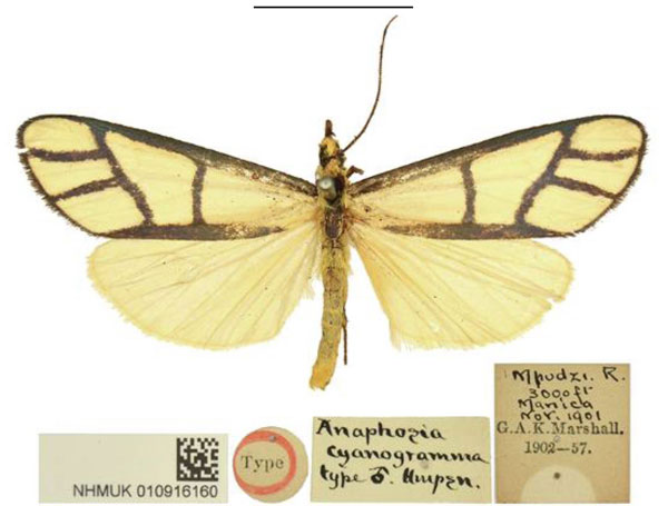 /filer/webapps/moths/media/images/C/cyanogramma_Anaphosia_HT_NHMUK.jpg
