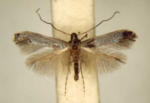 /filer/webapps/moths/media/images/C/cyanolampra_Corythoxestis_PT_TMSA6343.jpg