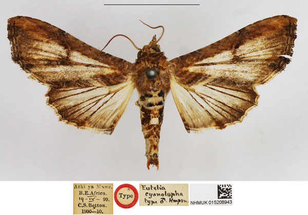 /filer/webapps/moths/media/images/C/cyanolopha_Eutelia_HT_NHMUK.jpg