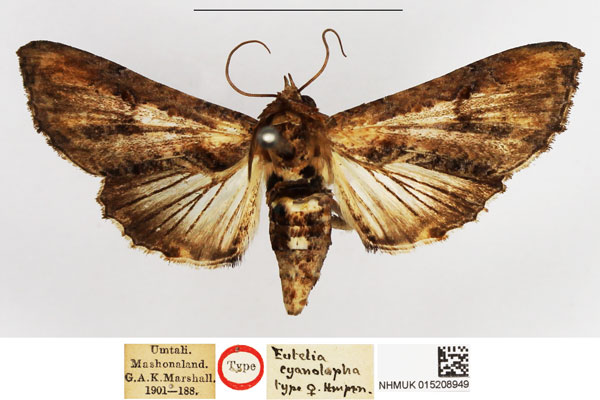 /filer/webapps/moths/media/images/C/cyanolopha_Eutelia_PTF_NHMUK.jpg