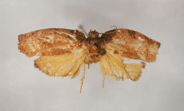 /filer/webapps/moths/media/images/C/cyanombra_Lozotaenia_LT_RMCA_01.jpg