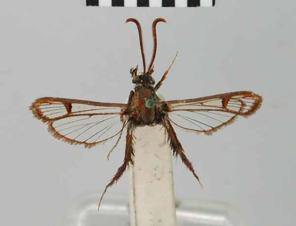 /filer/webapps/moths/media/images/C/cyanospira_Synanthedon_HT_BMNH.jpg