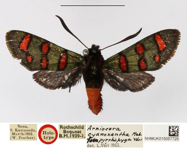 /filer/webapps/moths/media/images/C/cyanoxantha_Arniocera_AF_NHMUK.jpg